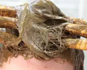 henna-nos-cabelos (5)