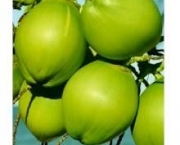 Agua de Coco dao Brilho aos Cabelos (13).jpg