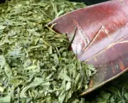 Chá Verde Para Perder Peso (3)